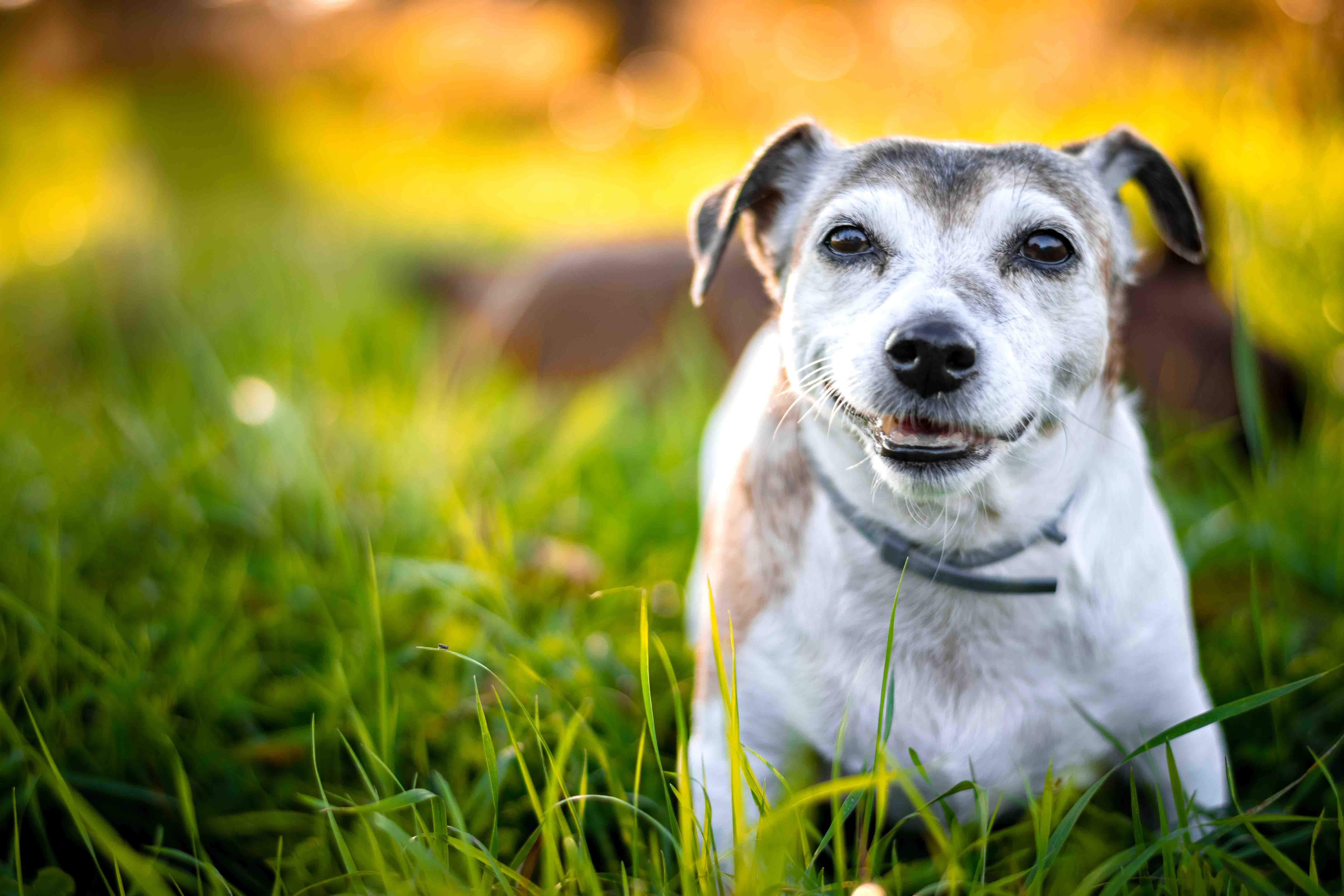 Photographie de présentation