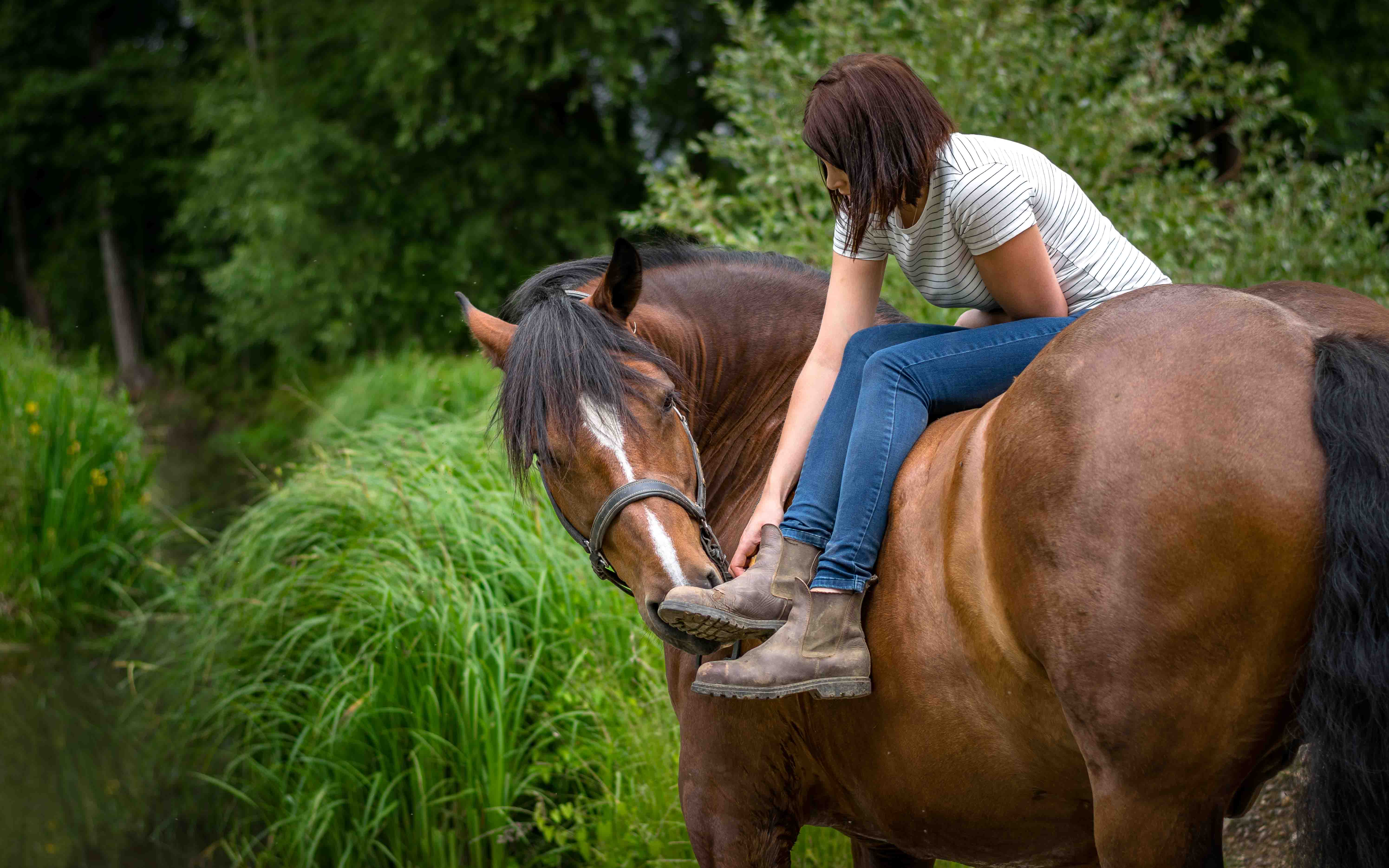 Portrait d'un chien de profil