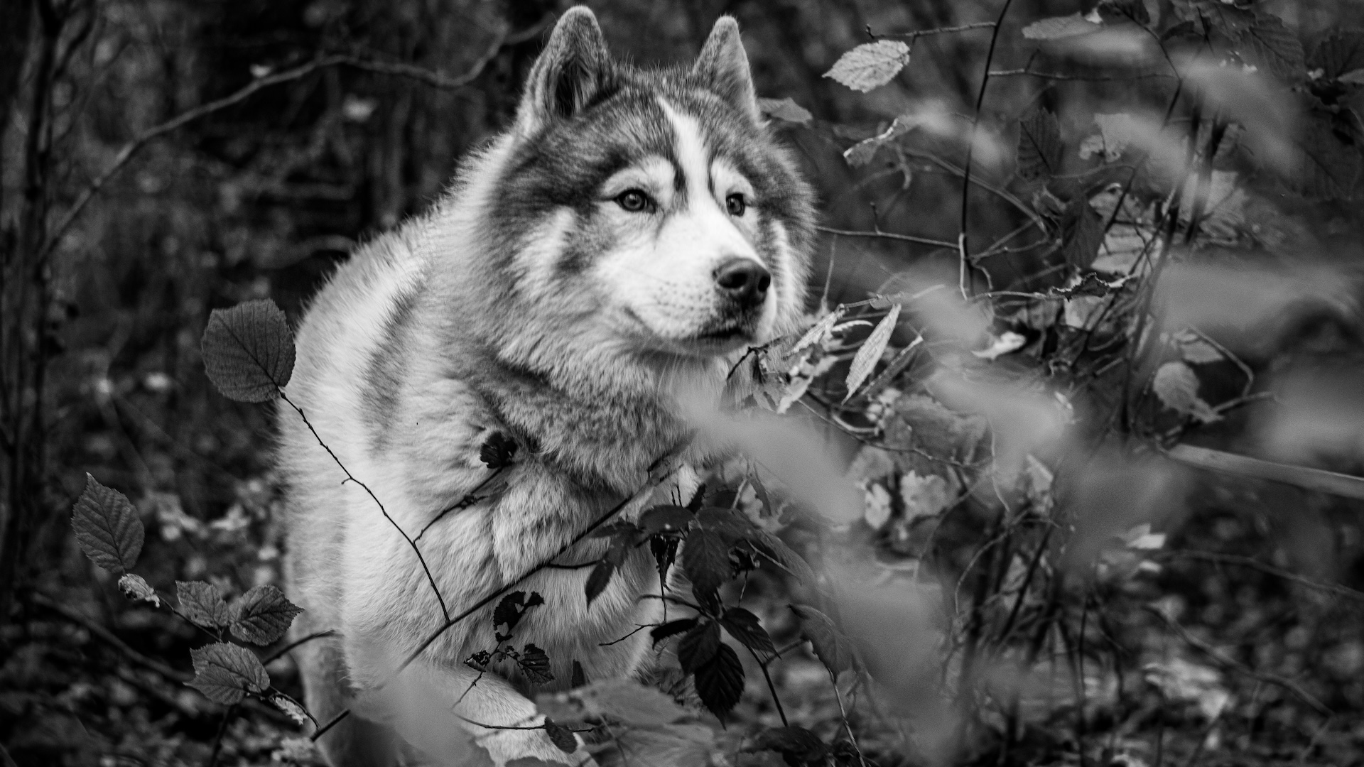 Portrait d'un chien de profil en lumière douce